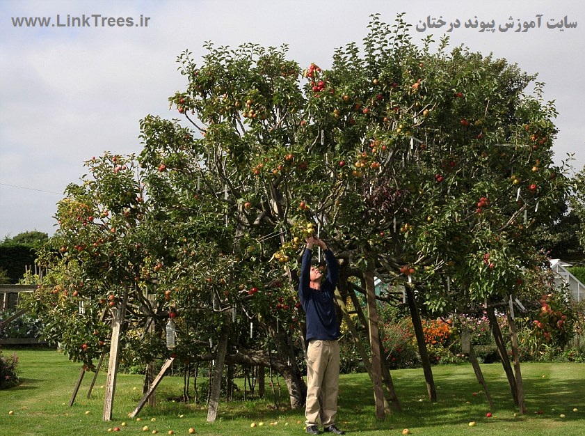 یک تصاویر 250 گونه از سیب بر روی یک درخت | اخبار پیوند درختان ایران و جهان پیوند نیوز | سایت آموزش پیوند درختان | www.LinkTrees.ir