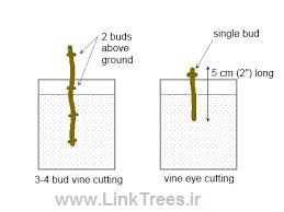 زمان کاشت قلمه انگور | درخت انگور | سایت آموزش پیوند درختان | www.LinkTrees.ir | planting time grapes cuttings