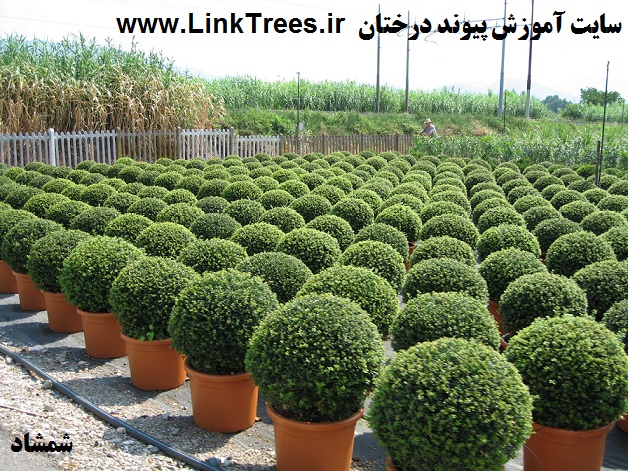 شمشاد Euonymus europaeus | پرورش و نگهداری شمشاد Shamshad Buxus Hedge | سایت آموزش پیوند درختان | www.LinkTrees.ir