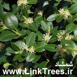 شمشاد Euonymus europaeus | پرورش و نگهداری شمشاد Shamshad Buxus Hedge | سایت آموزش پیوند درختان | www.LinkTrees.ir