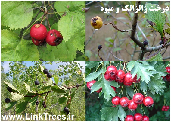 سایت آموزش پیوند درختان | www.LinkTrees.ir | مقالات باغبانی | شناسایی درخت زالزالک | پیوند زدن درخت زالزالک | Crataegus aronia | Crataegus hawthorn