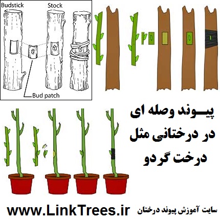 سایت آموزش پیوند درختان www.LinkTrees.ir | آموزش پیوند زدن درختان میوه آجیلی خشک میوه ها | میوه های خشکباری | پیوند وصله ای درخت گردو Patch budding