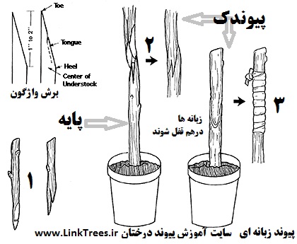 بهترین پیوند چوب قلمه بر روی درختان نهال جوان | سایت آموزش پیوند درختان | www.LinkTrees.ir| آموزش روشهای پیوند زنی | آموزش پیوند زدن درختان | پیوند زبانه ای