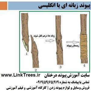 بهترین پیوند چوب قلمه بر روی درختان نهال جوان | سایت آموزش پیوند درختان | www.LinkTrees.ir| آموزش روشهای پیوند زنی | آموزش پیوند زدن درختان | پیوند زبانه ای